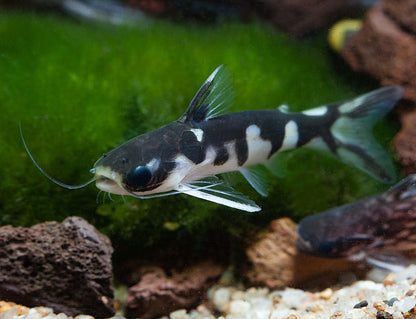 Tatia Ninja Catfish 2-2.5” – Rare Live Freshwater Oddball – Peaceful Nocturnal Fish