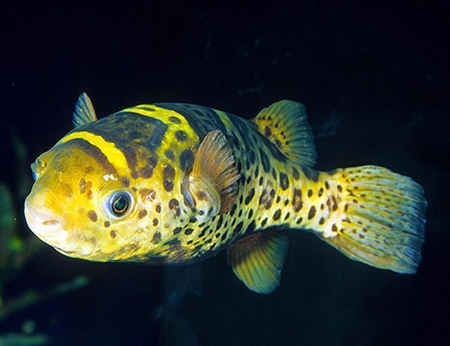 Ceylon Green Puffer 2.5–3.5 Inch Live Freshwater Fish Aquarium Rare Pro XL