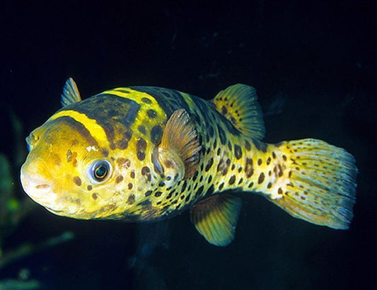 Ceylon Green Puffer 2.5–3.5 Inch Live Freshwater Fish Aquarium Rare Pro XL