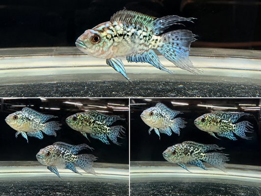 Electric Blue Jack Dempsey Longfin 2.5–3.5” Live Freshwater Rare Cichlid Fish