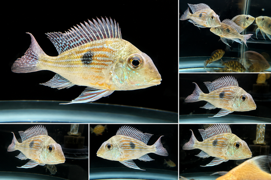 Sveni Cichlid 5-6” Live Fish – Rare South American Colorful Aquarium Fish