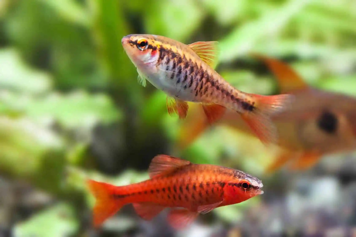 6-Pack Cherry Barbs 1.0–1.25” – Peaceful Freshwater Aquarium Schooling Fish