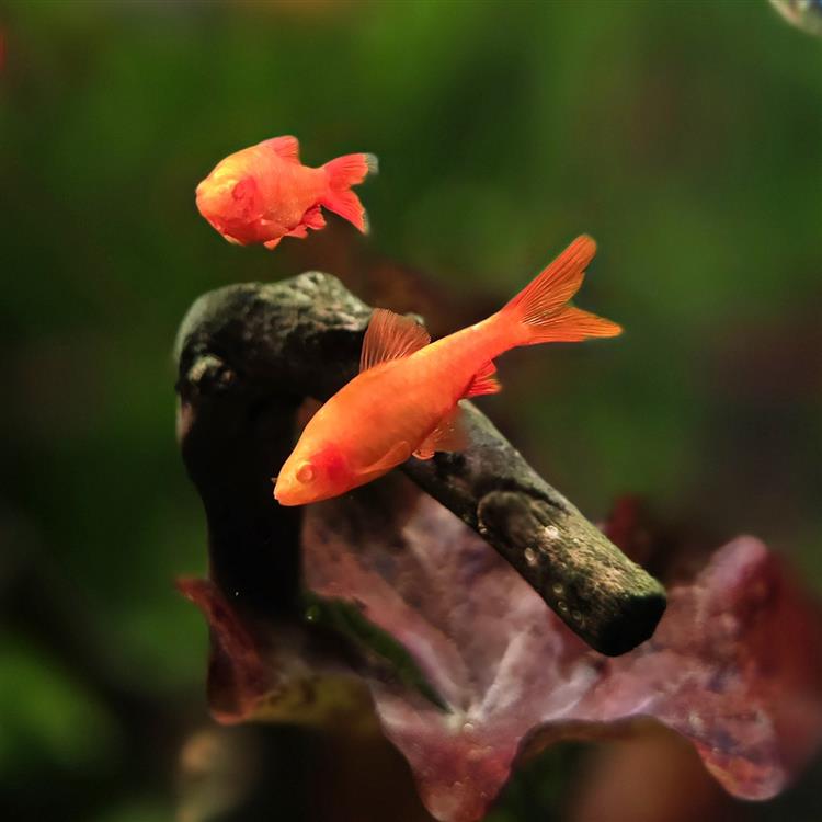 6-Pack Longfin Albino Cherry Barb Medium Live Freshwater Tropical Aquarium Fish