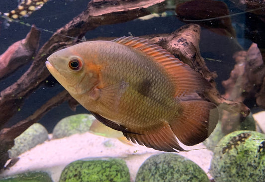Chocolate Cichlid 3-4" Live Freshwater Tropical Aquarium Fish South American