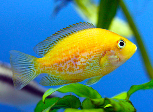 3-Pack Red Chromide Cichlid 1" Live Freshwater Brackish Rare Aquarium Fish
