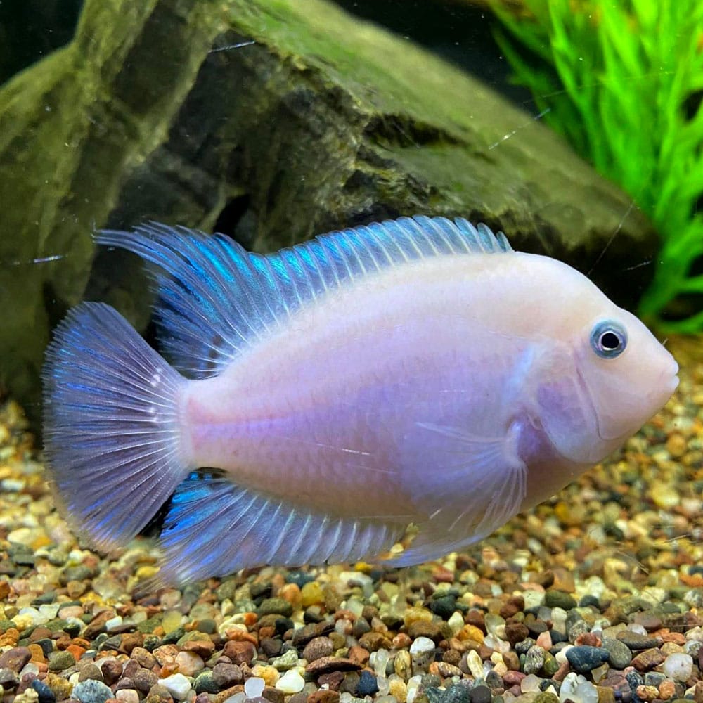 2-Pack White Convict Cichlid 1.5–2” – Live Freshwater – Bright Hardy Juveniles