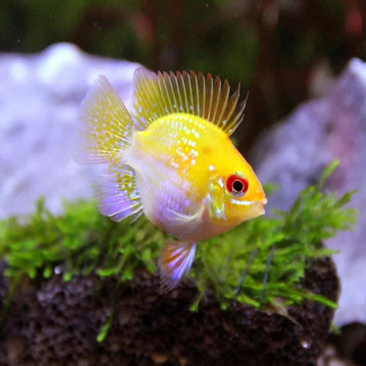 2-Pack Gold Balloon Rams – Live Dwarf Cichlids – Peaceful & Colorful Aquarium Fish