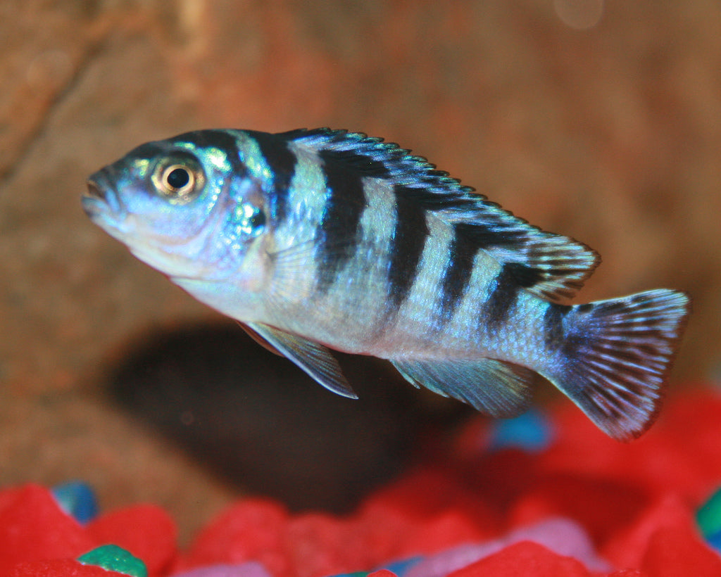 2-Pack Kenyi Maylandia Lombardoi 1.0–1.5” – Vibrant African Freshwater Cichlid Fish