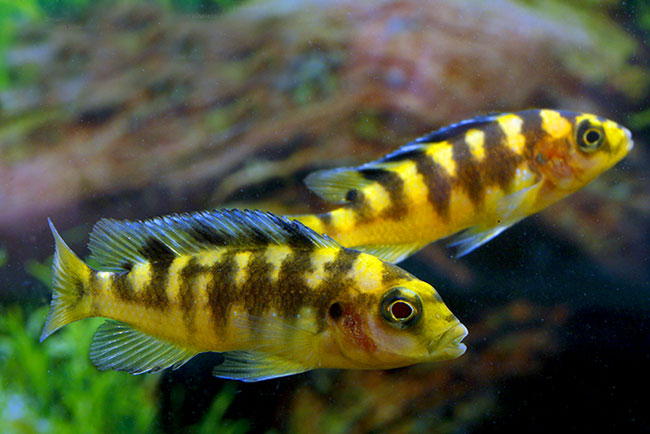 2-Pack Bumblebee Maylandia Ornatus Cichlid 1.5–2.0” – African Freshwater Fish