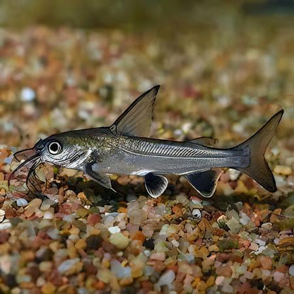 2-Pack Silver Cat Shark (Sciades seemanni) 2.0–2.5” – Live Freshwater Fish