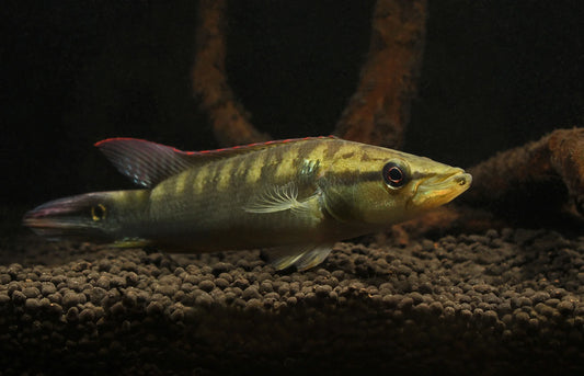 Colombian Pike Cichlid 4–5 Inch Live Freshwater Fish Aquarium Predator