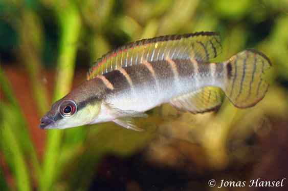 Green Dwarf Pike Cichlid 2.0–2.5” – Rare South American Freshwater Aquarium Fish