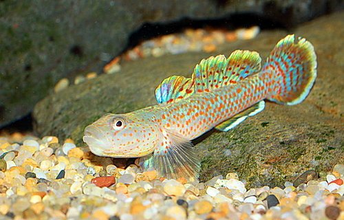 2-Pack- Red Spotted Goby Rhinogobius rubromaculatus- Live Freshwater Nano Fish