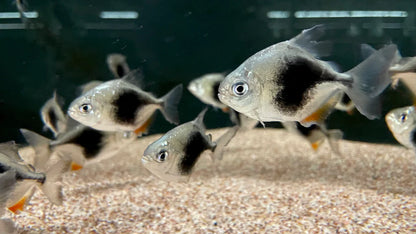 3-Pack Black Berry Silver Dollar 1 Inch Live Freshwater Aquarium Fish