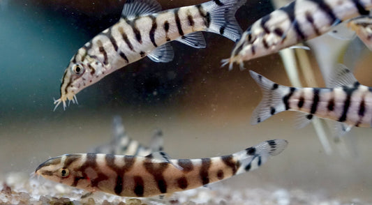 4-Pack Pakistani Loach 1.5-2.0″ – Live Freshwater Aquarium Fish – Algae Snail Eater