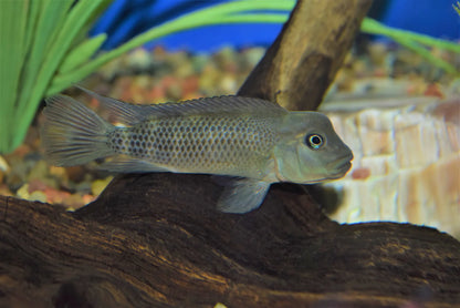 Buffalohead Cichlid 2.5–3” Live Fish – Rare African Cichlid Aquarium Fish