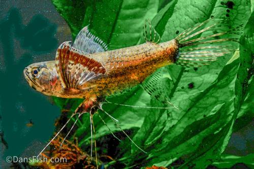 African Butterfly Fish 2.0–2.5” – Live Freshwater Surface Dweller Aquarium Fish