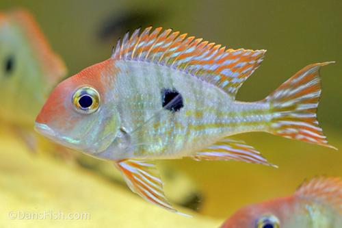 Red Head Geophagus Tapajos 2.0–2.5” – Live Peaceful Freshwater Cichlid Aquarium Fish