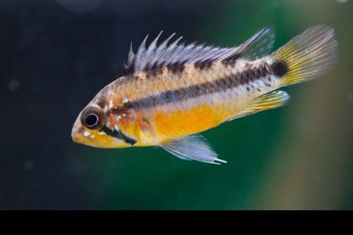 2 Pack Apistogramma Sunset Live Freshwater Fish Dwarf Cichlid Pair Rare