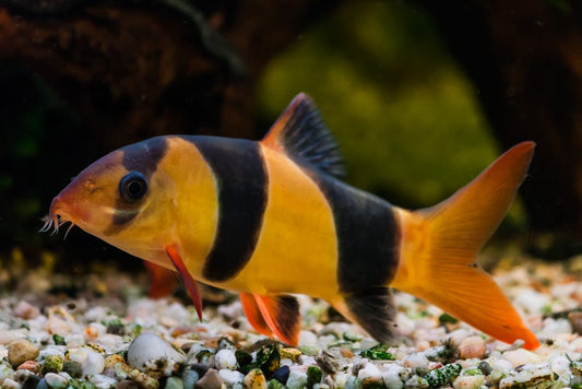 Short Body Clown Loach 1.5-2 Inch – Live Freshwater Aquarium Fish