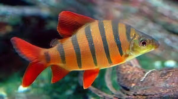 Distichodus Six-Bar (Sextofasciatus) 2–2.5" Juvenile – Live Freshwater Fish