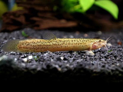 3-Pack Dojo Loach 2.0–2.5” – Peaceful Freshwater Aquarium Fish for Community Tanks