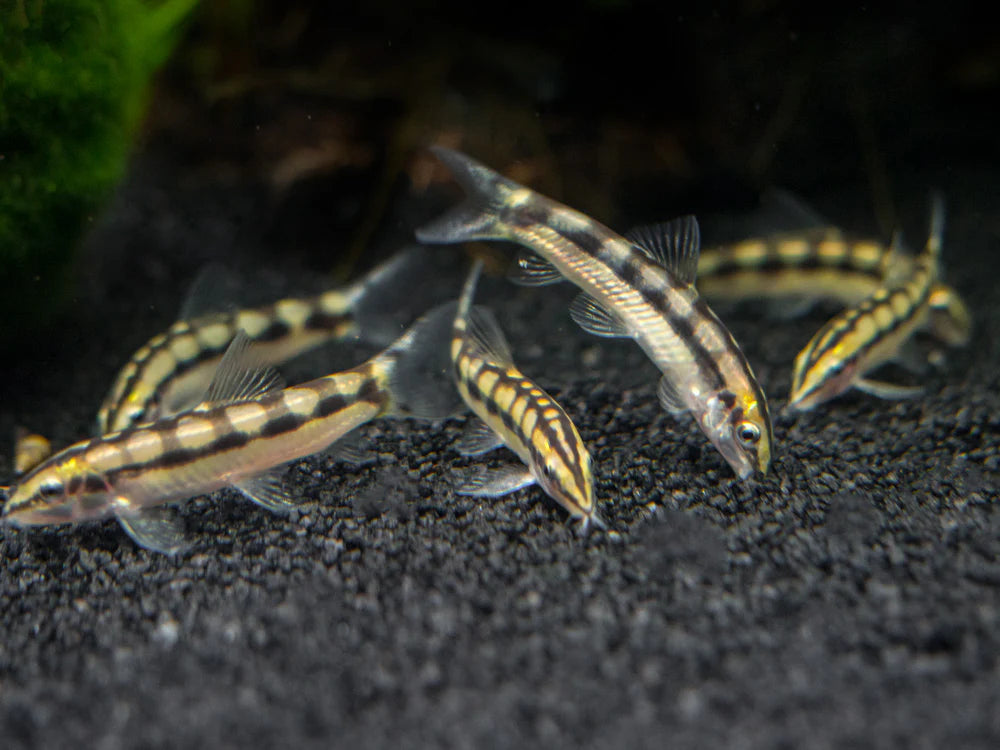 3-Pack Dwarf Chain Loach Sidthimunki 1.5-2 Inch Live Freshwater Aquarium Fish