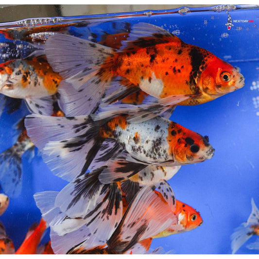 Assorted Bristol Goldfish 4-5" Live Freshwater Fish Fancy Tail Premium Lot