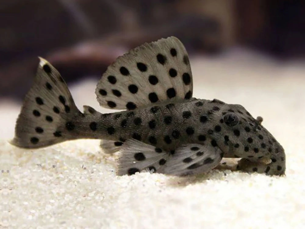Pleco L264 Sultan (2–2.5 Inch) – Rare Hypancistrus – Live Freshwater Aquarium Fish