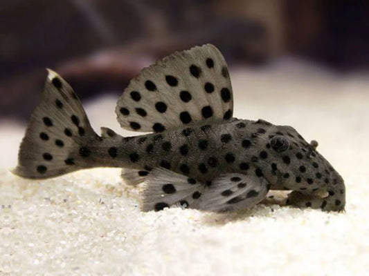 Pleco L264 Sultan (2–2.5 Inch) – Rare Hypancistrus – Live Freshwater Aquarium Fish
