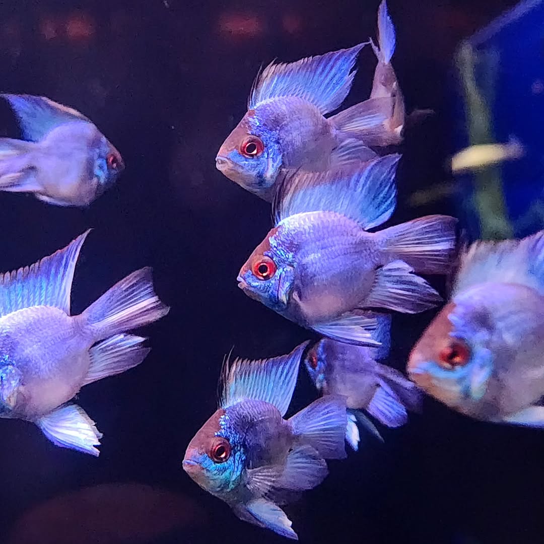 2-Pack Blue Balloon Rams – Live Dwarf Cichlids – Peaceful & Colorful Aquarium Fish