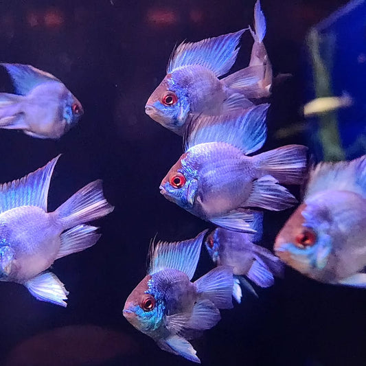2-Pack Blue Balloon Rams – Live Dwarf Cichlids – Peaceful & Colorful Aquarium Fish
