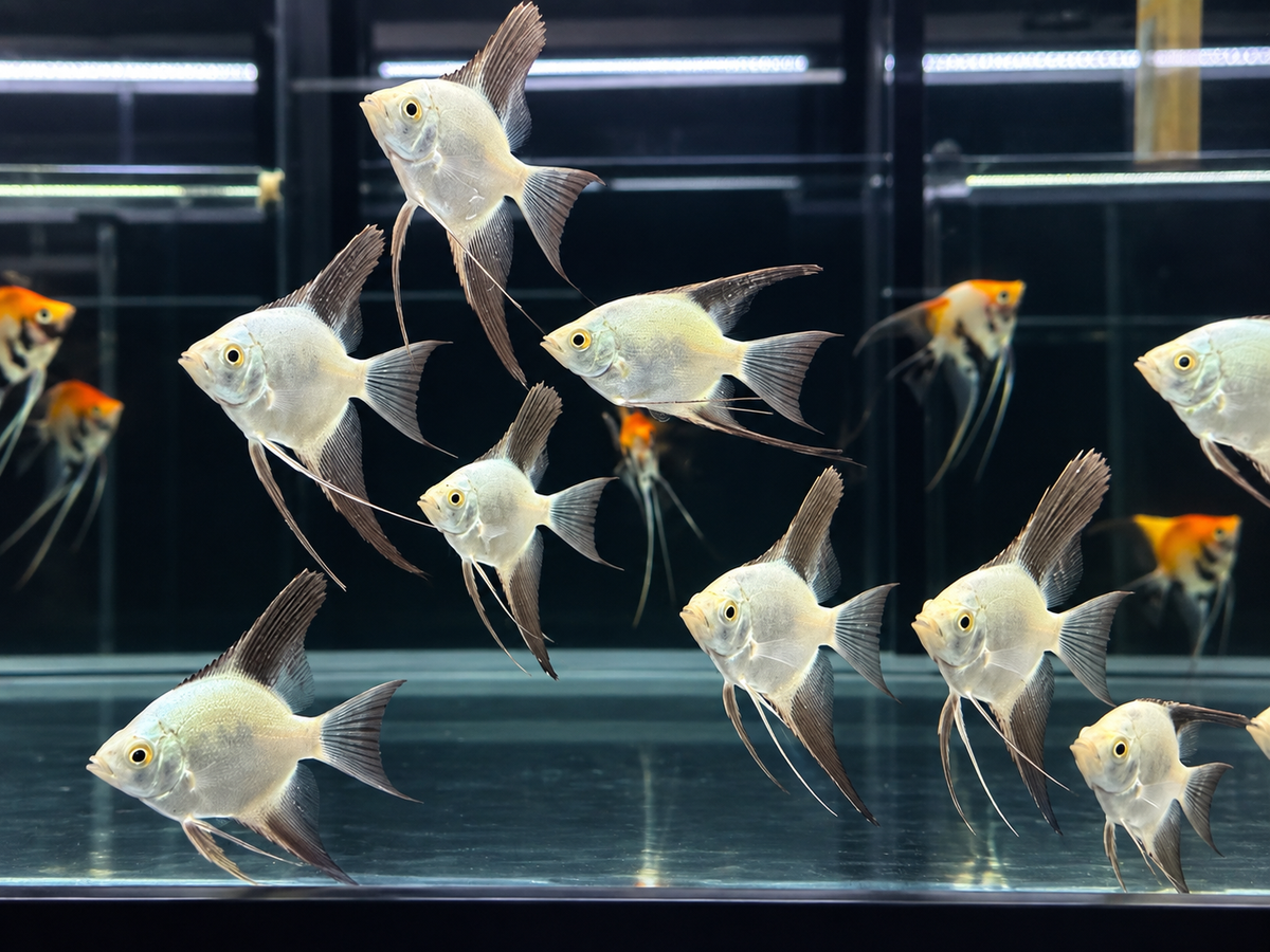 2-Pack Bulgarian Seal Point Angelfish 1-1.5" Body Live Freshwater Aquarium Fish