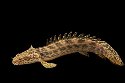 Ansorgii Polypterus Tank Raised 2-2.5″ – Live Freshwater Bichir Fish – Rare & Hardy