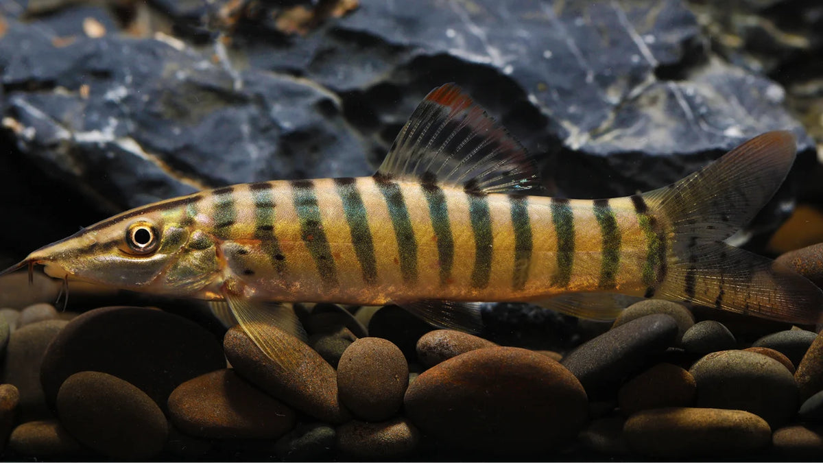 2-Pack Tiger Botia 3.5-4" Live Freshwater Loach Rare Tropical Aquarium Fish