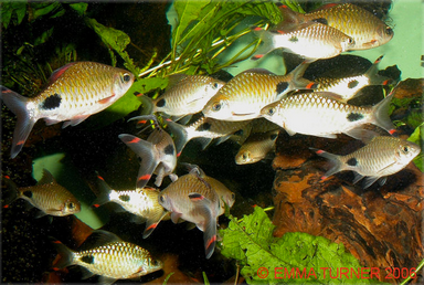 3-Pack Filamentosus Barb 1.5" Live Freshwater Tropical Aquarium Fish
