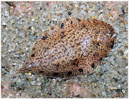 Indian Sole 2.5–3” Live Freshwater Rare Exotic Bottom Dwelling Aquarium Fish
