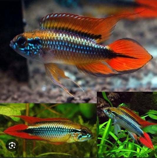 2-Pack Apistogramma Agassizii “Double Red” – Live Vibrant Dwarf Cichlid Fish