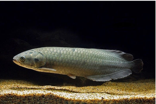 African Arowana 3.5–4.5” – Live Freshwater Oddball Fish – Rare Premium Species