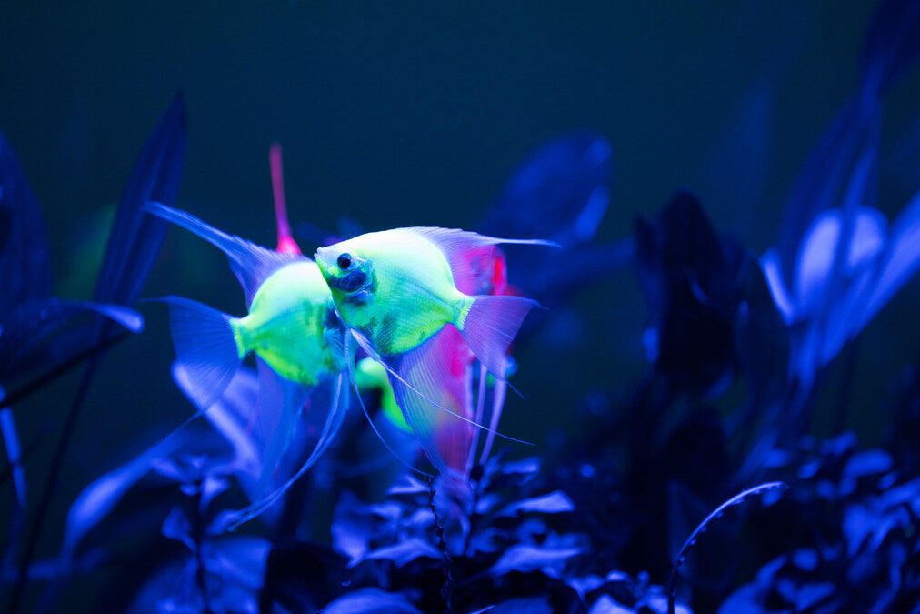 Electric Green Angelfish 2-2.5 Inch Live Freshwater Aquarium Fish Rare Color