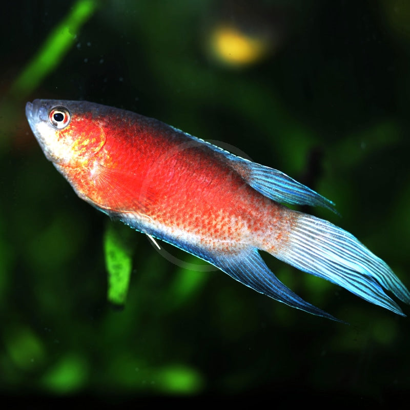 3-Pack Red Paradise Gourami 1.0–1.5” – Colorful Freshwater Community Aquarium Fish