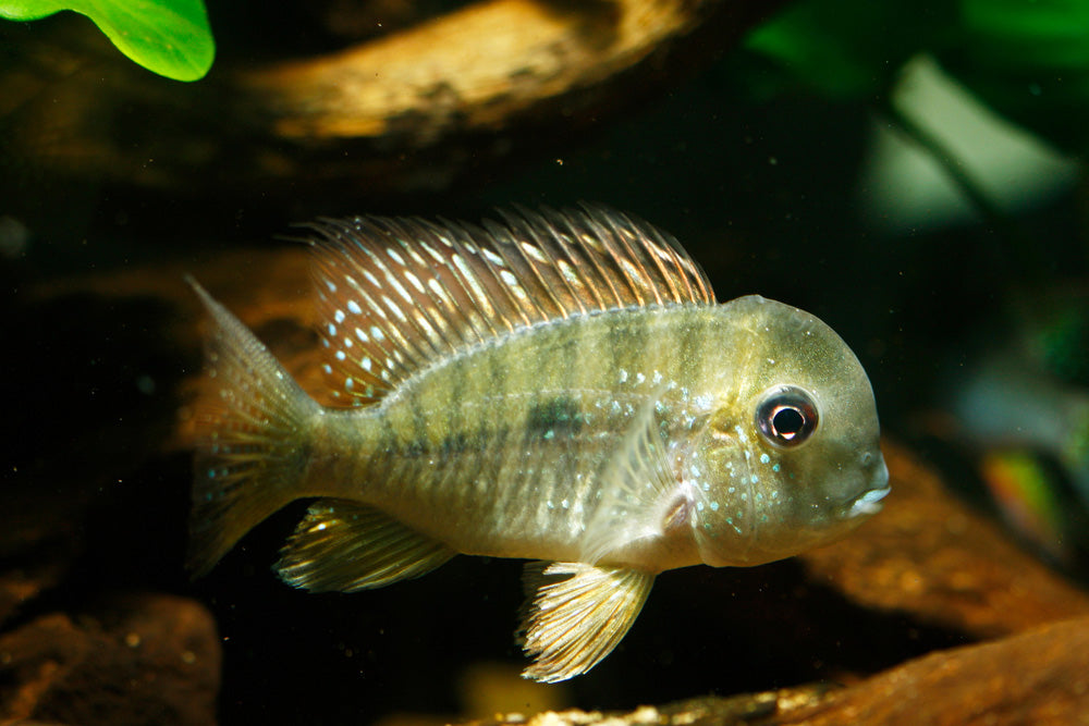 Balzanii Cichlid 3–4" Gymnogeophagus balzanii Live Freshwater Aquarium Fish
