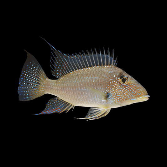 2-Pack Geophagus Jurupari 2-2.5 Inch Live Freshwater Eartheater Cichlid Fish