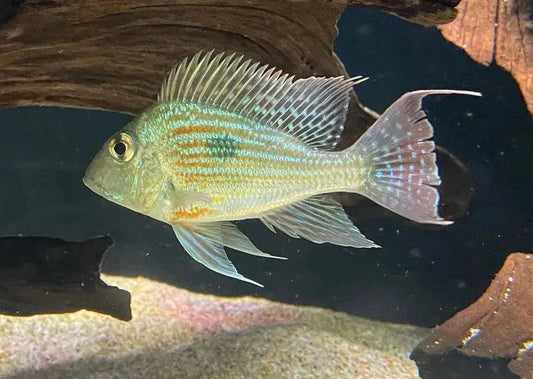 Sveni Cichlid 5-6” Live Fish – Rare South American Colorful Aquarium Fish