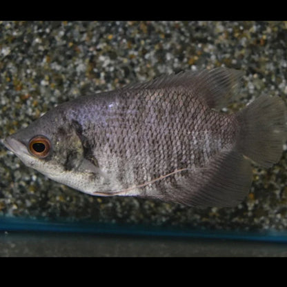 Giant Gourami 2” Live Fish – Fast Growing Freshwater Community Aquarium Fish