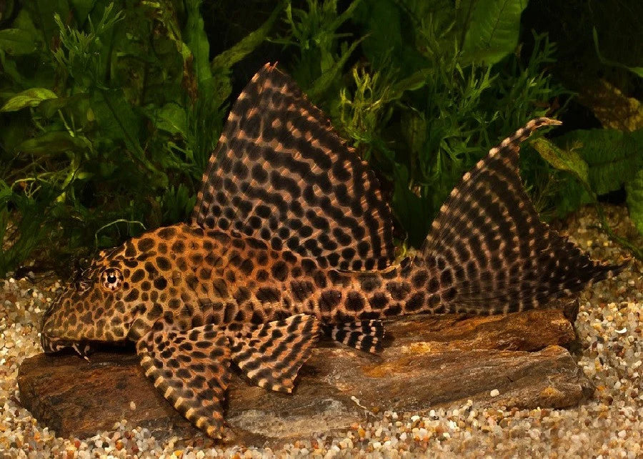 L083 Sailfin Pleco 4-5 Inch Live Freshwater Aquarium Fish Pterygoplichthys