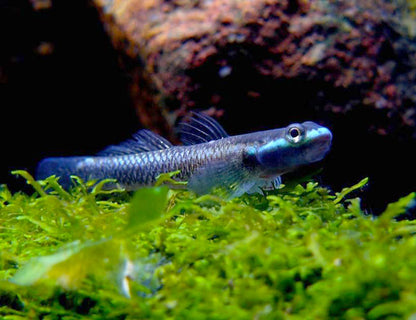2-Pack Blue Neon Goby Stiphodon Semoni  1.0–1.5” – Live Freshwater – Rare Nano