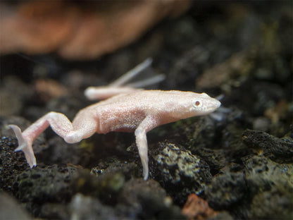 5 Pack Gold African Dwarf Frogs Live Aquarium Frogs Peaceful Freshwater