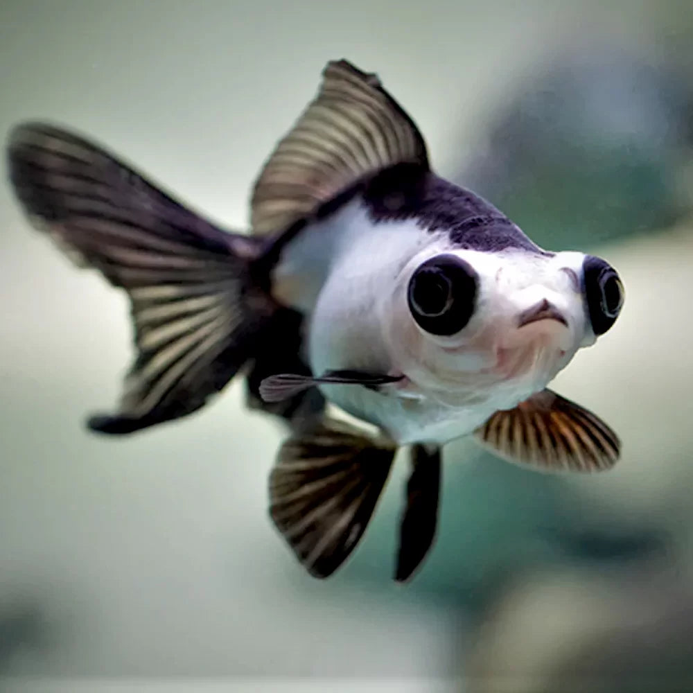 Rare Panda Butterfly Telescope Goldfish 3” – Exclusive Fancy Live Aquarium Fish
