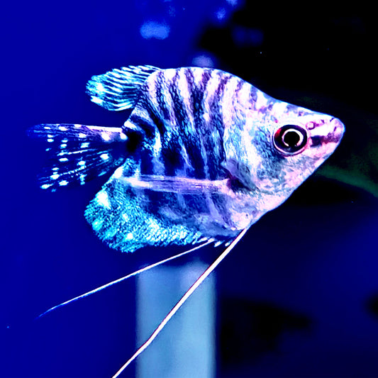 Blue Balloon Gourami 1.75–2” – Live Freshwater Fish – Peaceful Community Species